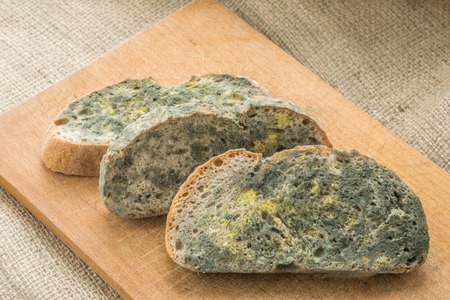 Mold growing rapidly on moldy bread in green and white spores