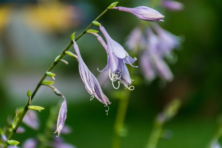 The stem of the bell with flowers outdoors.の写真素材