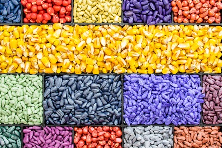 seed sunflower seeds, corn, radishes. painted agro color for sorting and labeling.の写真素材