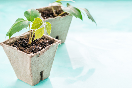 a plants in a peat pot on a turquoise background. Earth Dayの写真素材