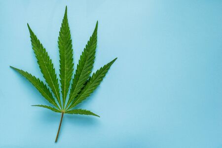 Fresh leaves of hemp on a blue background with copy space. Top view.の写真素材