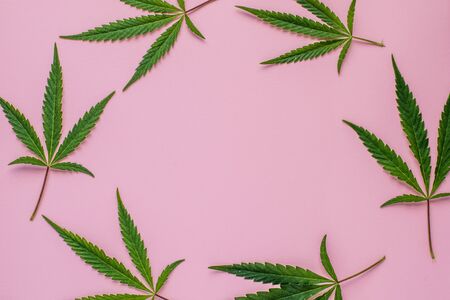 Fresh leaves of hemp on a pink background with copy space. Top view.