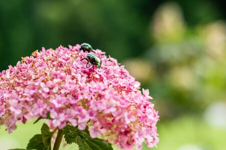 close-up pink delicate hydrangea flower and green beetle. copy space.の写真素材