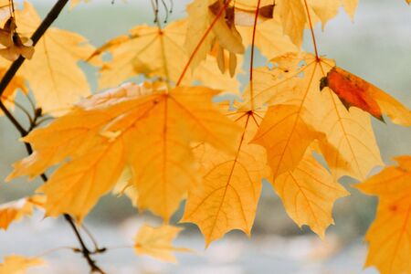 Orange autumn maple leaves on branch close up. Copy space.