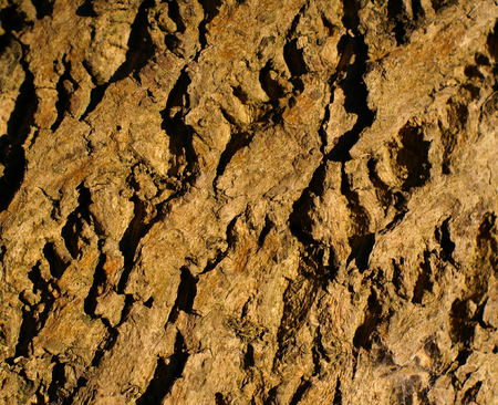close up of tree bark background      の写真素材