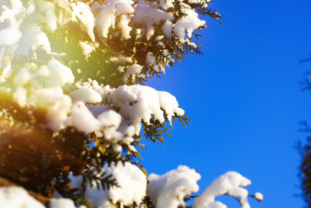 evergreen thuja branches with snowの写真素材