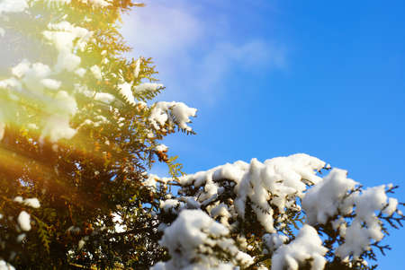 evergreen thuja branches with snow agains blue skyの写真素材