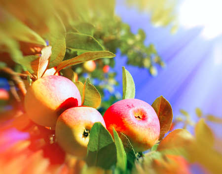 Red apples and leaves on blue sky. Toned image. Motion blur effect.の写真素材