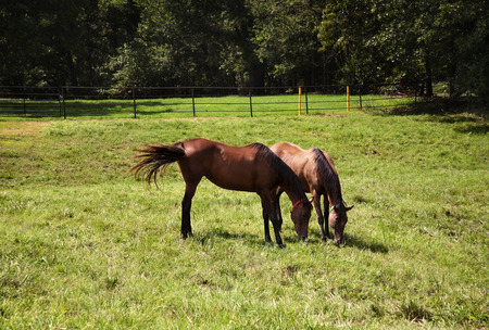  Horizontal image of two thoroughbred horses eating on a green meadow  の写真素材