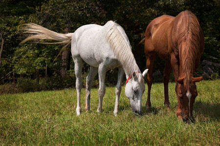  Horizontal image of two thoroughbred horses eating on a green meadow  Grey  and chestnut thoroughbred horsesの写真素材
