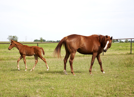  Horizontal image of a horse mare and foal playing and grazing on green meadowの写真素材