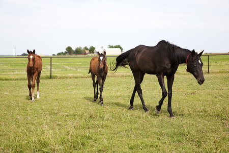  Horizontal color image of three horses grazing in green meadow の写真素材