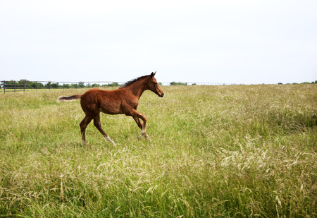Horizontal  color image foal running on the field  Chestnut thoroughbred horsesの写真素材