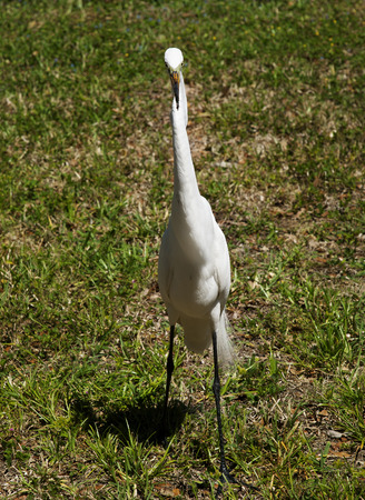 The white egret on a background of green grass  White  Craneの写真素材