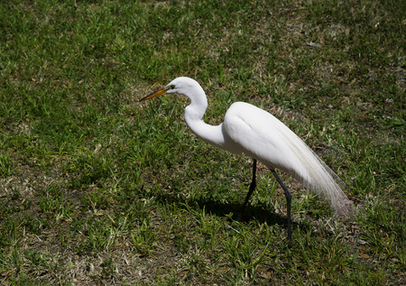 The white egret on a background of green grass  White  Craneの写真素材