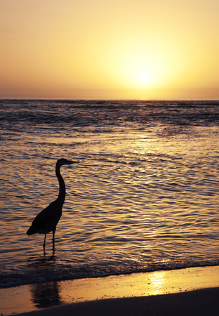 Bird Heron on the Beach at sunset in Floridaの写真素材