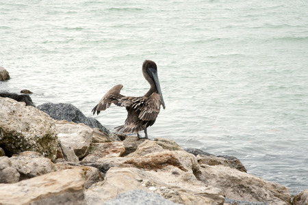 One brown pelican spreading its wings standing on the rocks  Florida, Venice, Sarasota, South Jetty, Gulf of Mexicoの写真素材