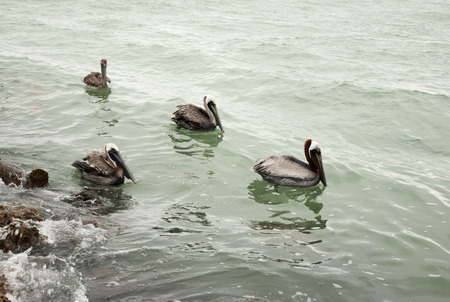 a few brown pelicans hunting for fish in ocean Florida, Venice, Sarasota, South Jetty, Gulf of Mexicoの写真素材