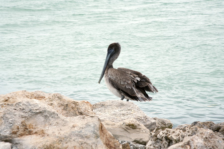 One brown pelican standing on the rocks  Florida, Venice, Sarasota, South Jetty, Gulf of Mexicoの写真素材