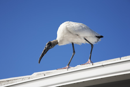 Wood stork landed on the roof sky backgroundの写真素材