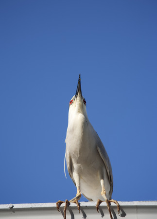 Black crowned night heron  Nycticorax nycticorax  on a sky background の写真素材