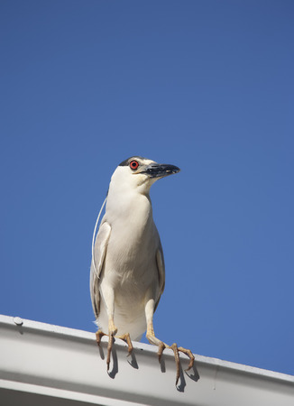 Black crowned night heron  Nycticorax nycticorax  on a sky background の写真素材