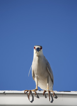 Black crowned night heron  Nycticorax nycticorax  on a sky background の写真素材