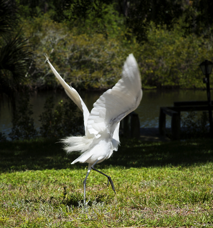 Portrait of a  great white egret flyの写真素材