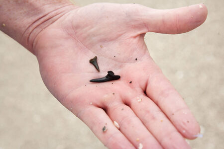Searching  for shark teeth on Venice beach Florida , using a Florida shovelの写真素材