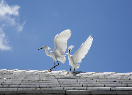 two white snow egrets fight on the roofの写真素材