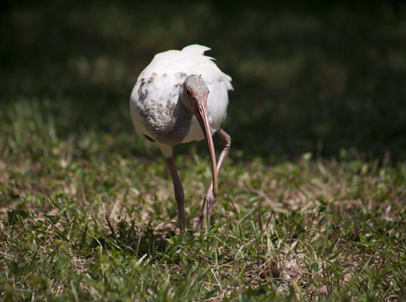 Ibises  foraging for food on a background of green grassの写真素材