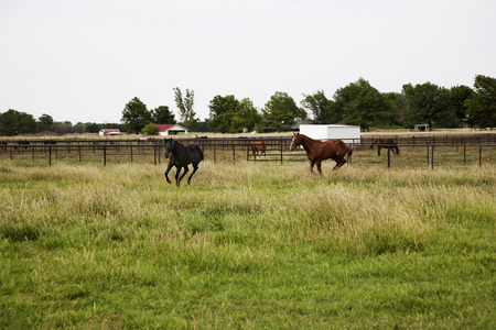 Two Thoroughbred horses running and playing in a fieldの写真素材