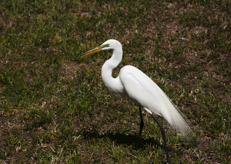  The white egret on a background of green grass  White  Craneの写真素材
