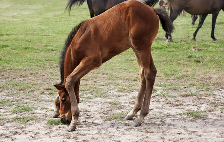 Thoroughbred baby foal with very long legs attempting to eatの写真素材