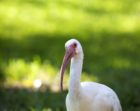 American White Ibis (Eudocimus albus) in search of food on a nature backgroundの写真素材