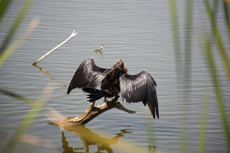 Anhinga (snake bird, water turkey, darter) sunning to dry off after diving into the water trying to catch fishの写真素材
