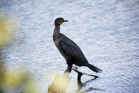 Double-crested Cormorant (Phalacrocorax auritus) in the Florida Everglades. Usaの写真素材