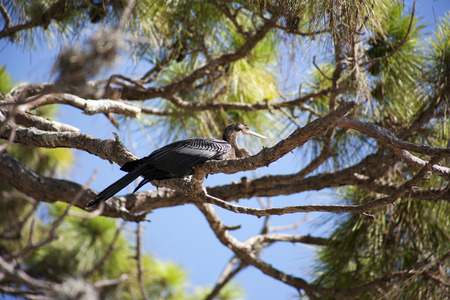 Anhinga (snake bird, water turkey, darter) sunning to dry off after diving into the water trying to catch fishの写真素材