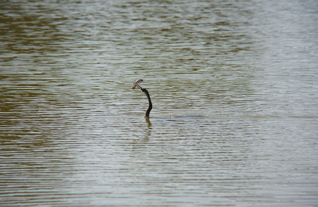 Anhinga (snake bird, water turkey, darter) downing a fish in Florida wetlands . Usaの写真素材