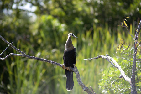 Anhinga (snake bird, water turkey, darter) sunning to dry off after diving into the water trying to catch fishの写真素材