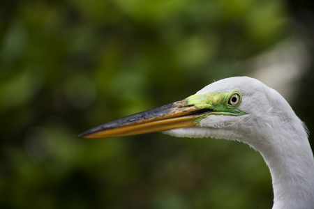 Close-up horizontal portrait of  white egret on a background of green grass. White Craneの写真素材