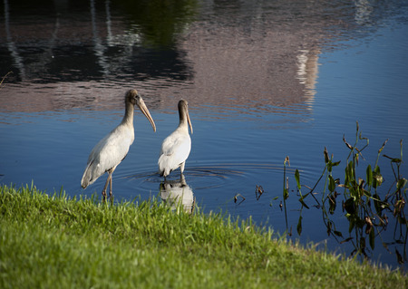 Two baby storks on a lake in Florida. Usa. Amerikaの写真素材