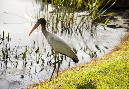 one  baby storks on a lake in Florida. Usa. Amerikaの写真素材