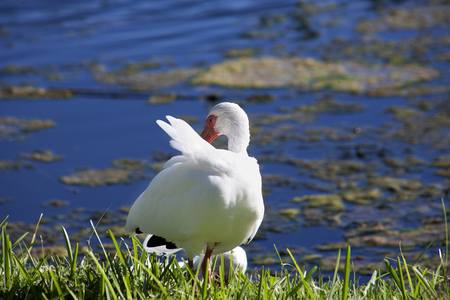 American White Ibis with a red beak (Eudocimus albus) grooming Feathersの写真素材