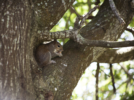 Closeup of cute grey squirrel eating peanut, sitting on a tree branch. Composition with animalsの写真素材