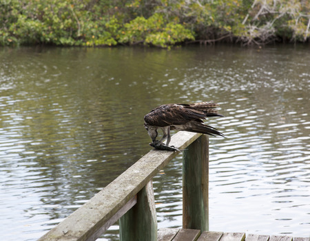 Osprey eating mullet fish in Florida. Gulf of Mexicoの写真素材