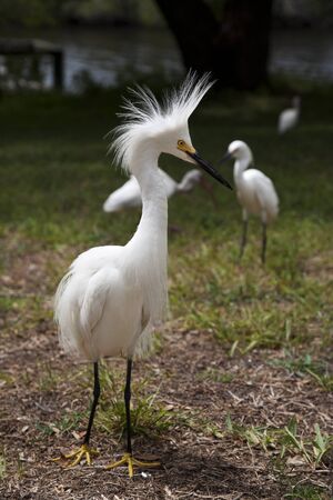 White egret  with ruffled feathers protecting territory. White Craneの写真素材