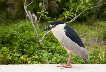 Black crowned night heron. Nycticorax nycticorax. Floridaの写真素材