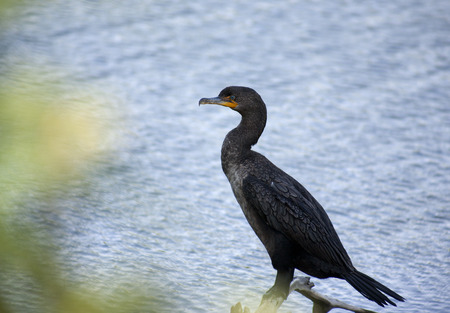 Double-crested Cormorant (Phalacrocorax auritus) in the Florida Everglades. Usaの写真素材