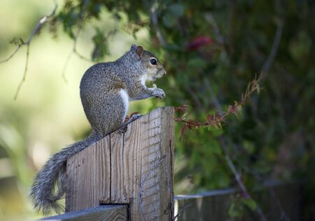 Closeup of cute grey squirrel eating peanuts. Composition with animalsの写真素材